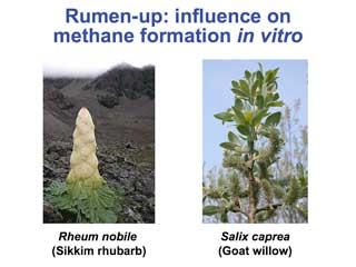 Antimethane plants