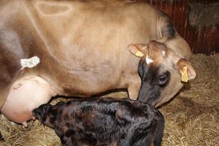 New born Jersey calf