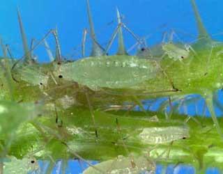 Photograph of raspberry aphids