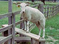 Sheep on bench