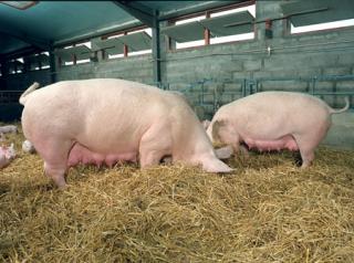 Pigs in straw