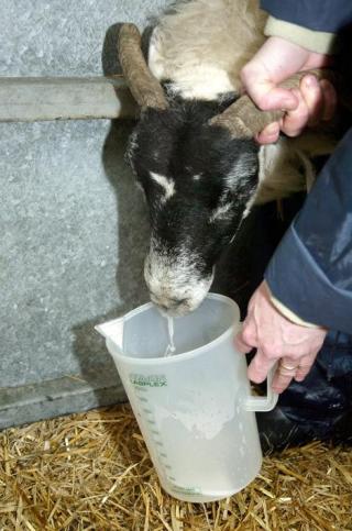 Sheep with OPA produce excess fluid in their lungs which is expelled through their nose when the head is lowered