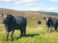 Cattle on a hillside