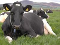 Dairy cow lying down
