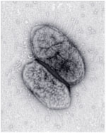 Bacteroides theta