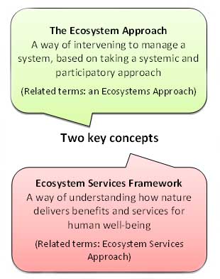 Ecosystem terminology figure