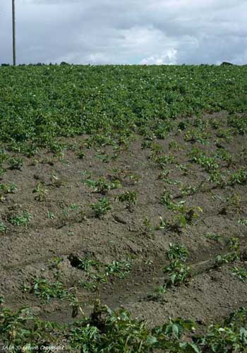 Figure 1: Damage to potato crop caused by potato cyst nematodes