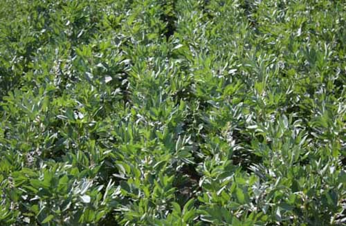 Photograph of 	Vicia faba (broad bean) crop courtesy of Dr Fred Stoddard, University of Helsinki