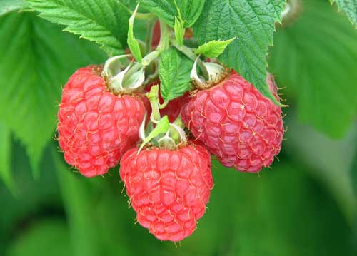 Photograph of Glen Fyne raspberries