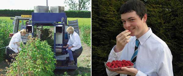 Photographs of a raspberry harvest machine in the field and a teenage boy eating raspberries