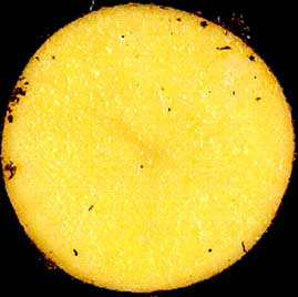 Figure 1. Yellow-fleshed Solanum phureja tubers contain higher levels of carotenoids than those found in Solanum tuberosum types