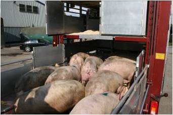 Pigs being loaded into a lorry