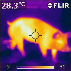 Thermal conditions