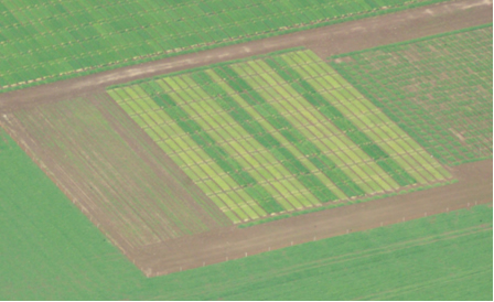Aerial view of spring barley field plots with (green) and without (yellow) fertilizer N (Dundee 2007)
