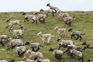 Lambs running and leaping