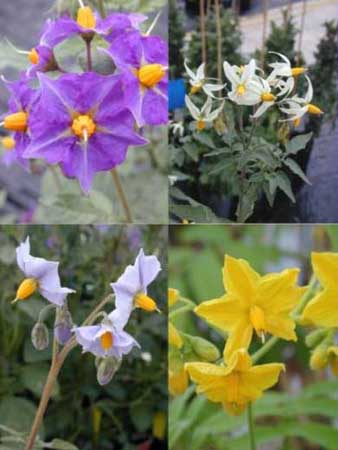 Diversity in floral type in tuber-bearing wild relatives of the potato