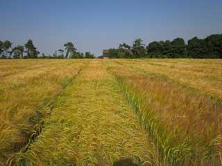 Barley variation in the field