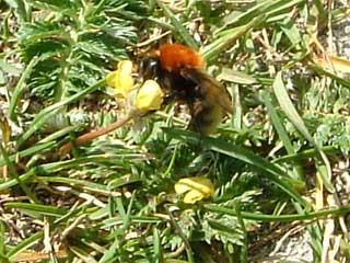 Moss Carder-bee (Bombus muscorum) on silverweed (Potentilla anserina)