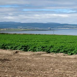 Black Isle Tatties