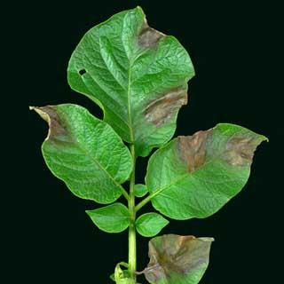 Photograph of a leaf affected by blight