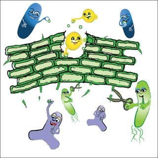 Gut bacteria digesting cellulose