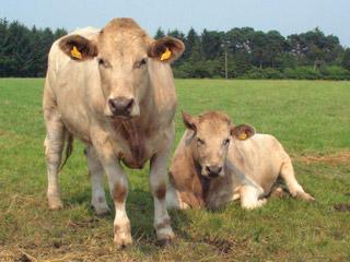 Cattle in field