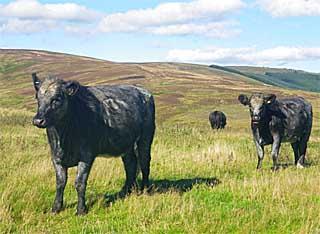 Cattle on a hillside