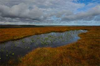 Undamaged blanket bog at Forsinard Flows RSPB reserve. 