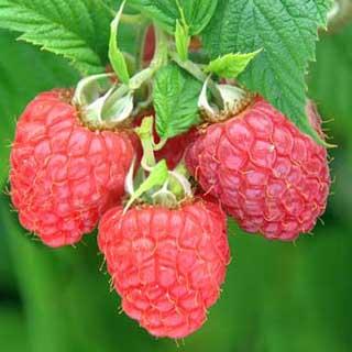 Photograph of Glen Fyne raspberries