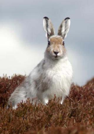 Mountain hare