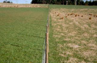 Part of the experiment at Hartwood. Intensive treatment (grazed at 4 cm, fertilised) foreground left, extensively grazed at 8 cm (unfertilised) foreground right. Ungrazed background left, and extensively grazed at 4cm (unfertilised) background right.