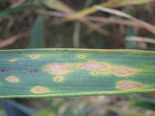 Tan spot on wheat first reported in 2010 can rob 40% of crop yields