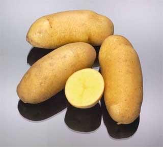 Photograph of Mayan Gold potatoes