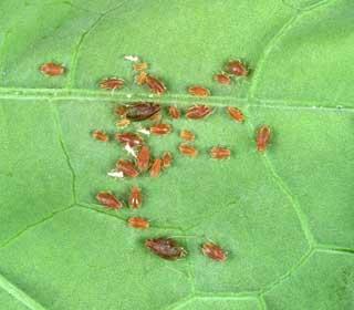 Photograph of aphids (Myzus persicae)