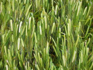 Spring Barley