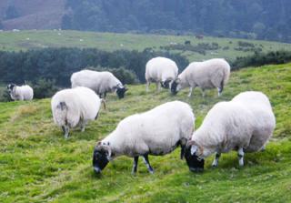 Sheep grazing