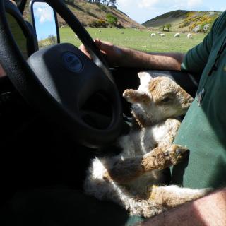 Lamb being transported