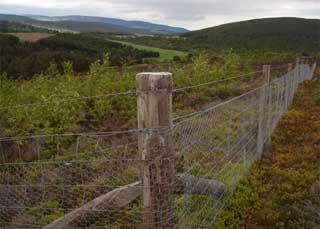 Deer fencing