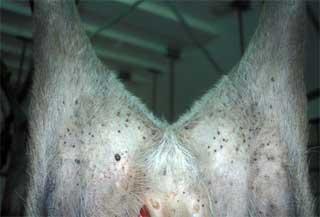 Groin area of a red deer carcass hanging up in a deer larder, showing a large number of adult female Ixodes ricinus ticks attached 