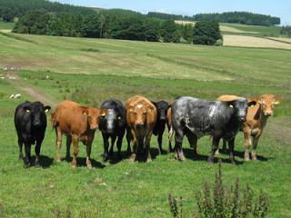 Beef cattle at grass