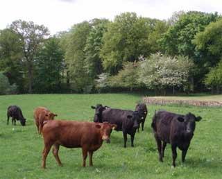 Cattle in an Angus field 