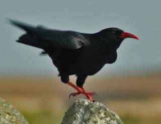 Chough