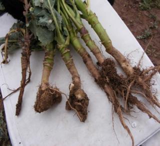Clubroot-infected oilseed rape roots (left: infected, right: uninfected)