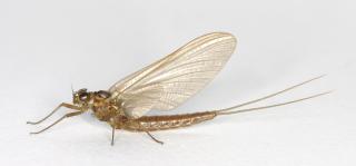 Freshwater insect (c) James Hutton Institute