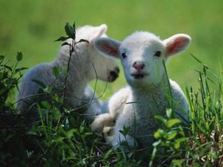 Lambs