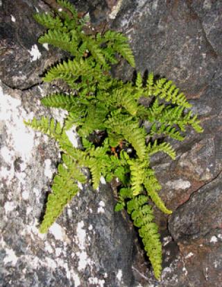 Woodsia ilvensis, Corrie Fee plant