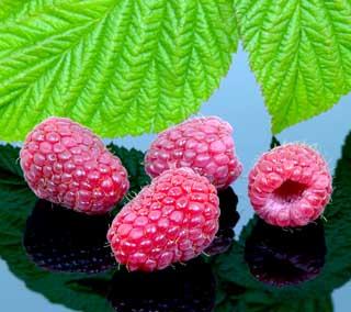 Photograph of raspberries