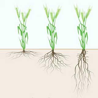 Graphic showing root development
