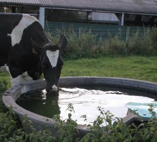 Water Trough