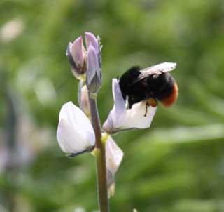 Photograph of bee on Lupin courtesy of Dr Fred Stoddard, University of Helsinki